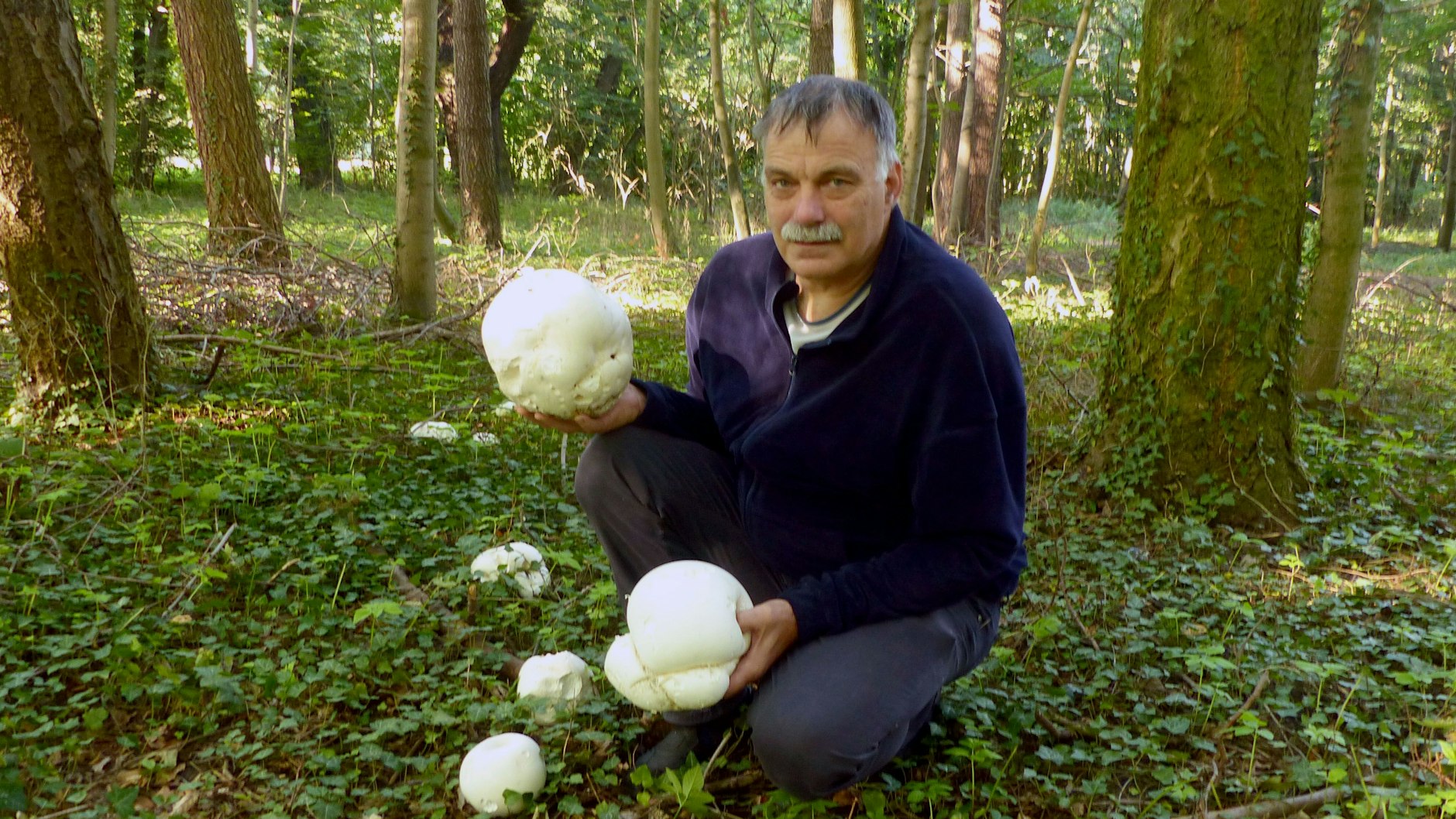 Der Pilzsachverständige Lutz Helbig hält zwei Riesenboviste, Pilze aus der Verwandtschaft der Champignons, in einem Waldgebiet in der Lausitz in der Hand. 