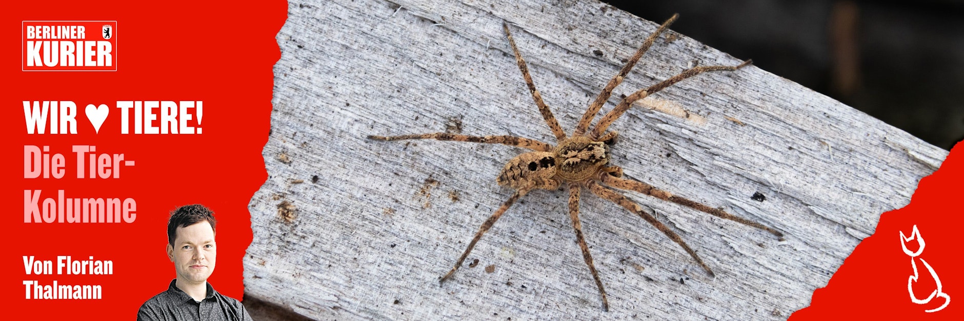 Über die Nosferatu-Spinne spricht derzeit jeder - sie breitet sich in Deutschland auf, weil sie sich hier immer heimischer fühlt.