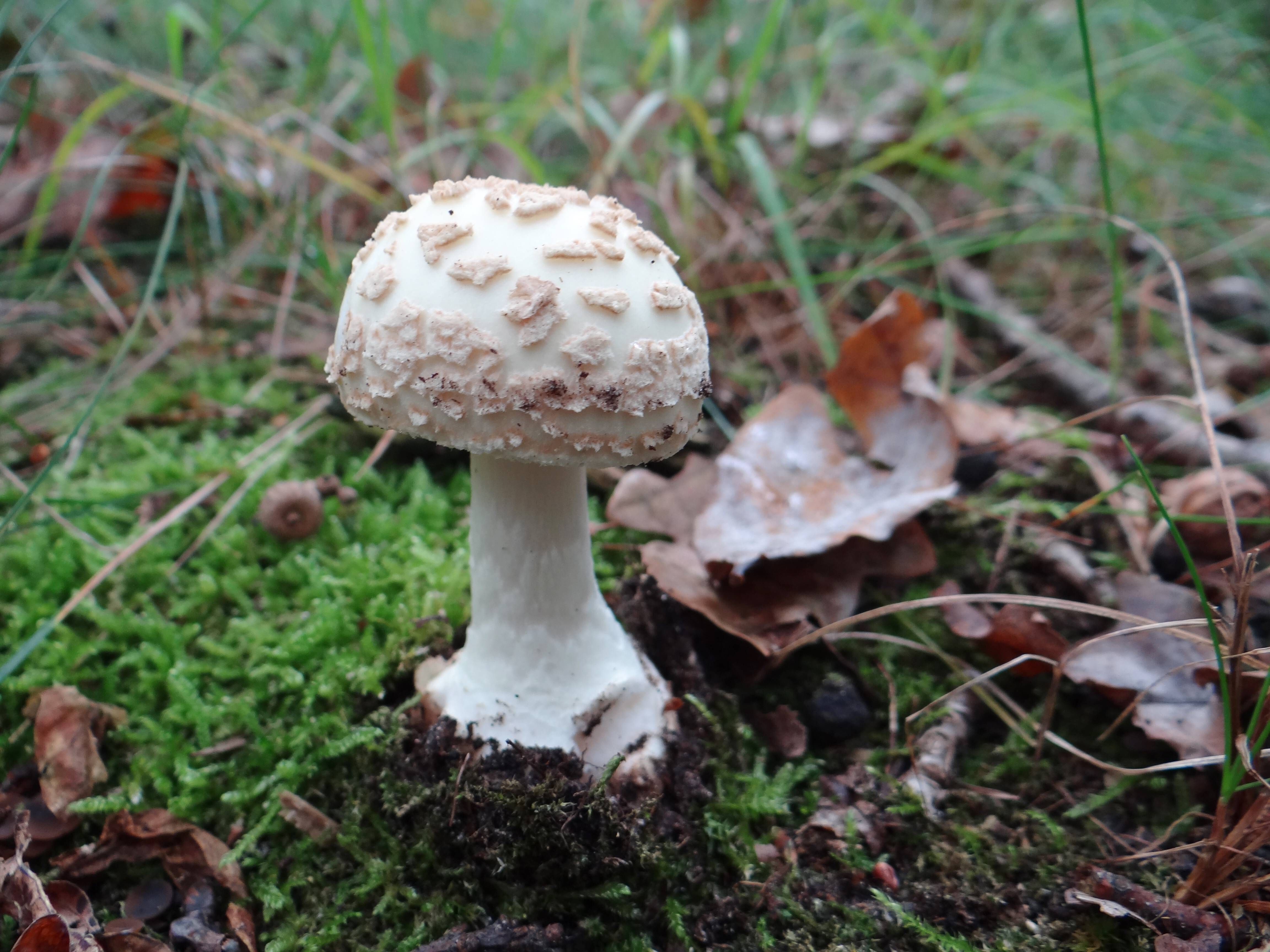 Image - Tödliche Verwechslungsgefahr: Was tun bei Unwohlsein nach dem Essen von selbst gesammelten Pilzen