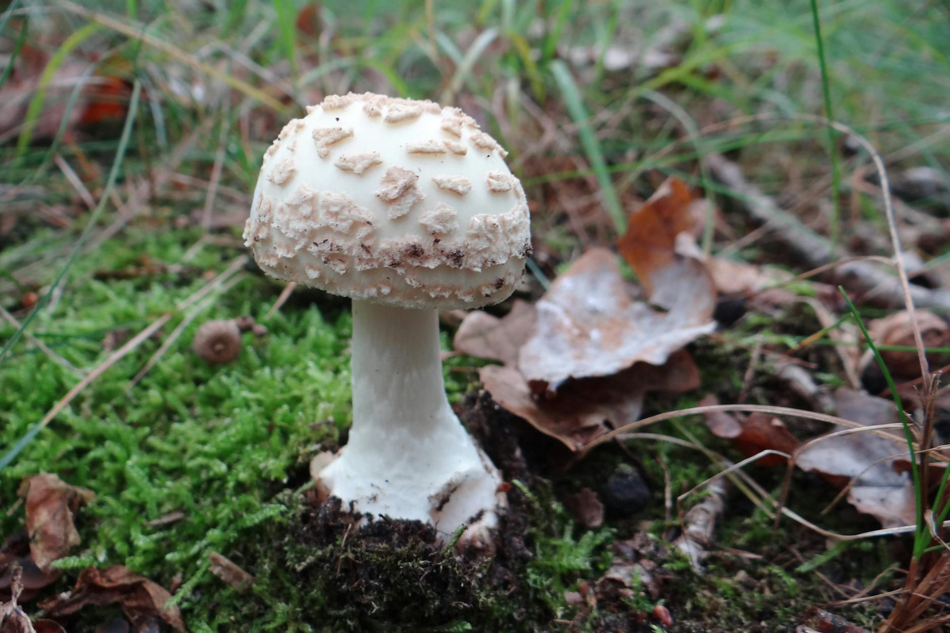 Ein Gelber Knollenblätterpilz steht in einem Berliner Wald. 