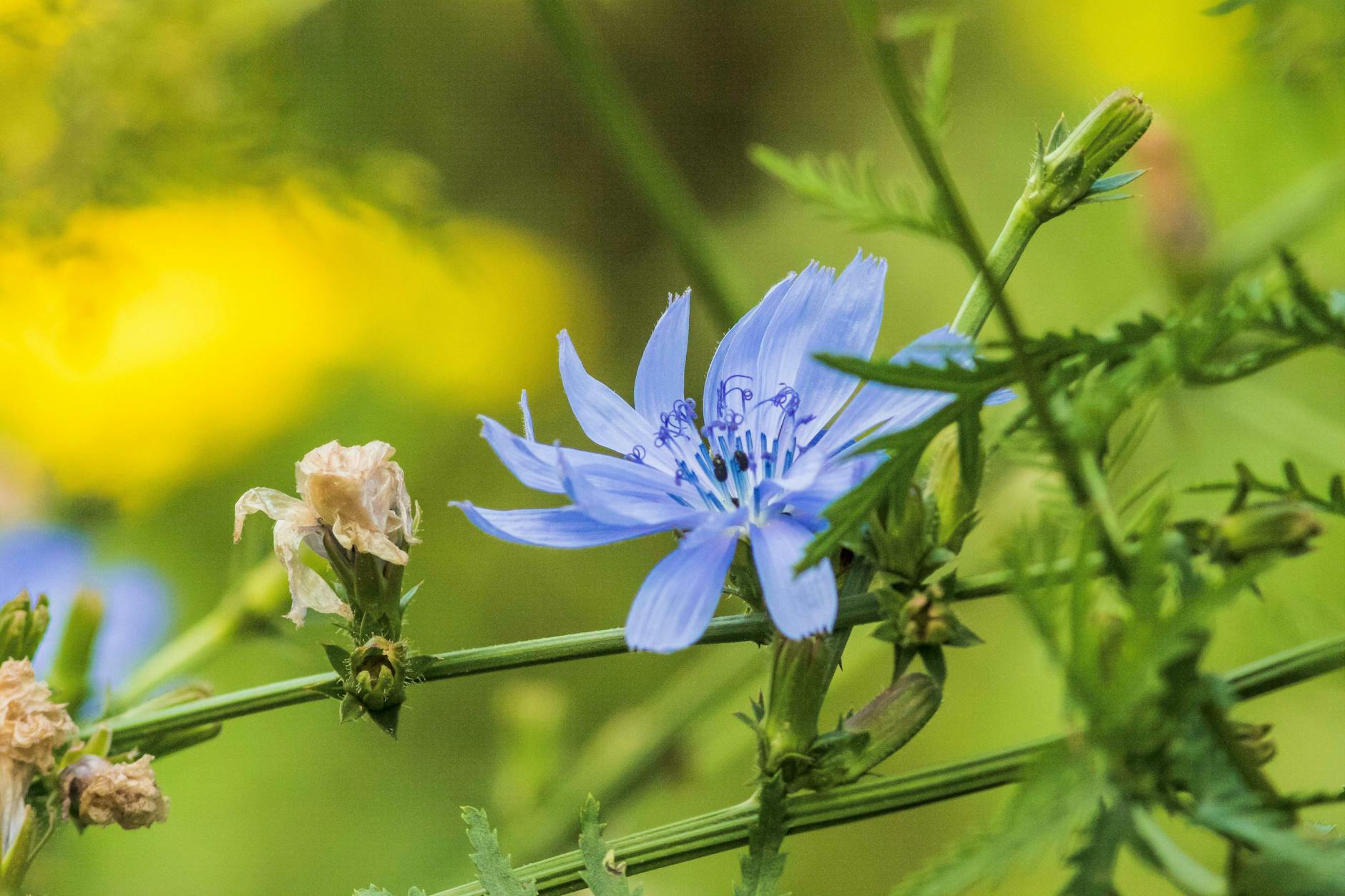 Die Pflanze namens Gewöhnliche Wegwarte hat schöne blaue Blüten – aber sie kann noch mehr.