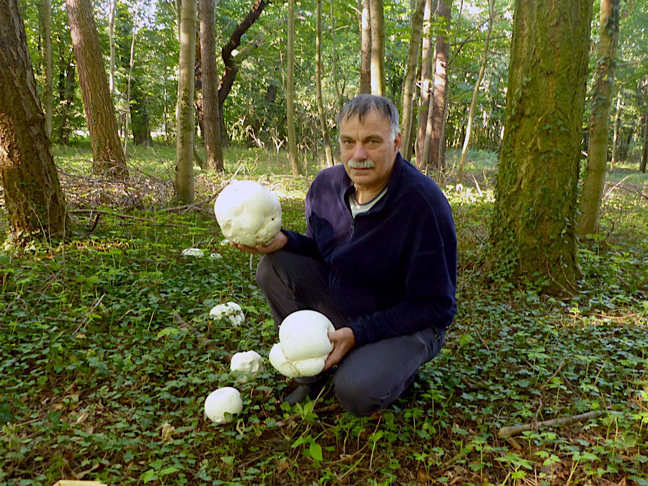 Der Pilzsachverständige Lutz Helbig hält in einem Waldgebiet in der Lausitz zwei Riesenboviste in der Hand.  