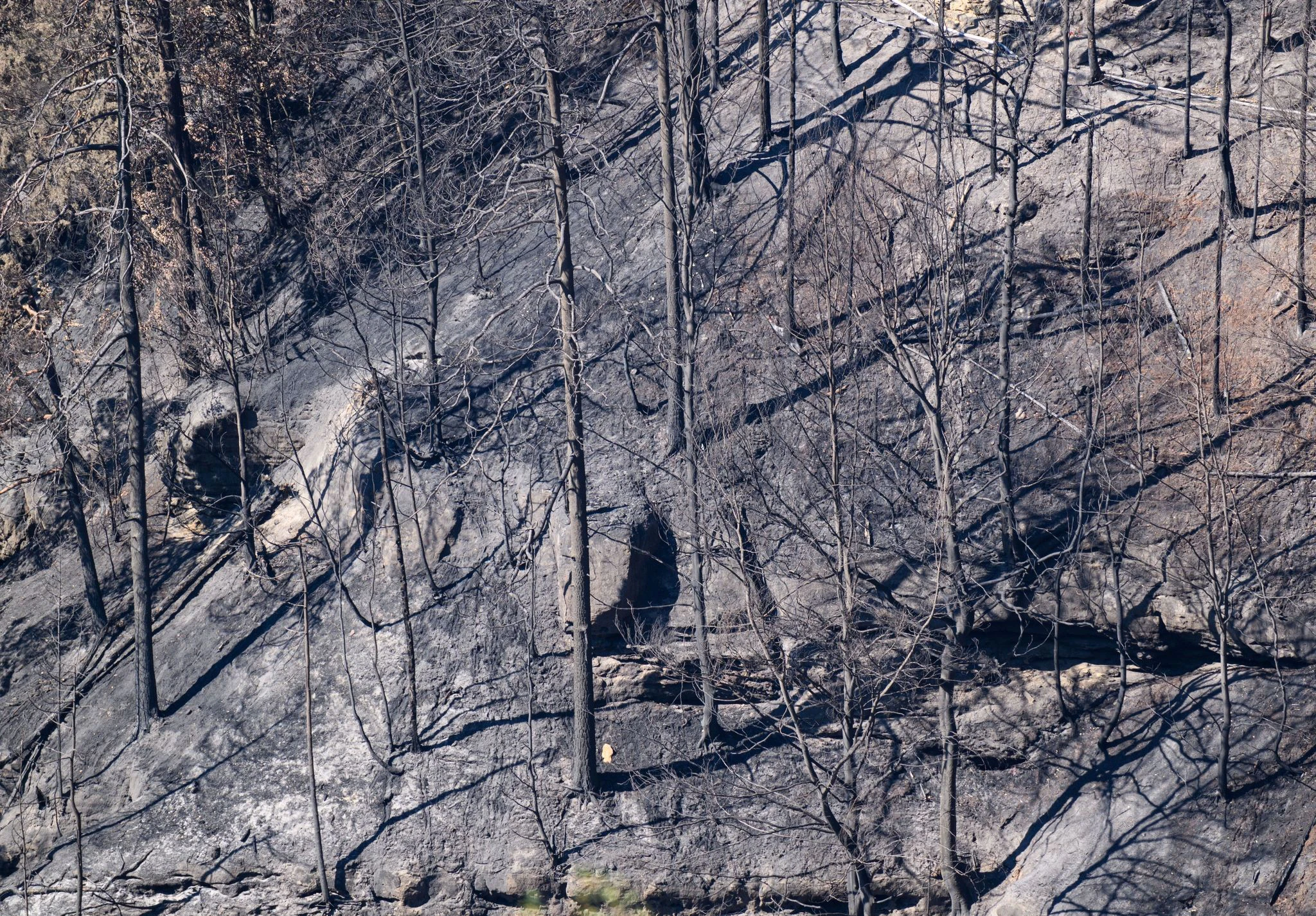 ARCHIV - Verkohlte Bäume nach einem Waldbrand im Nationalpark Sächsische Schweiz Anfang August.  