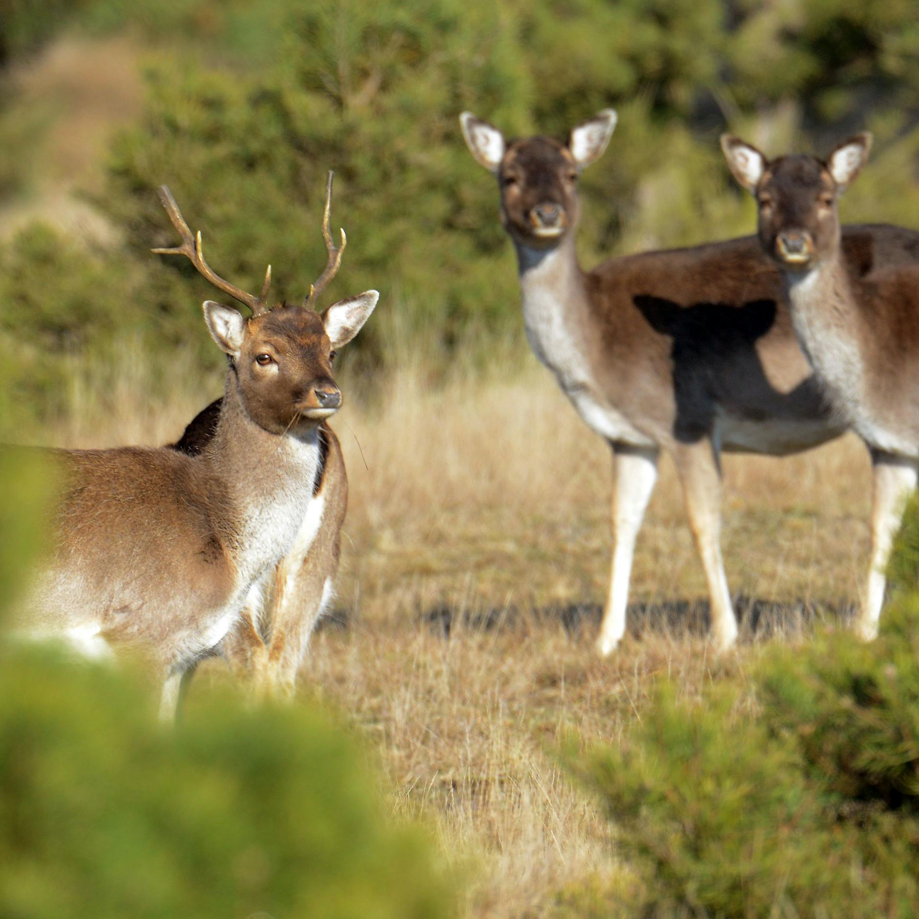 Wandern auf alten Panzerfahrspuren: „Es ist noch nie ein Hirsch in die Luft geflogen“