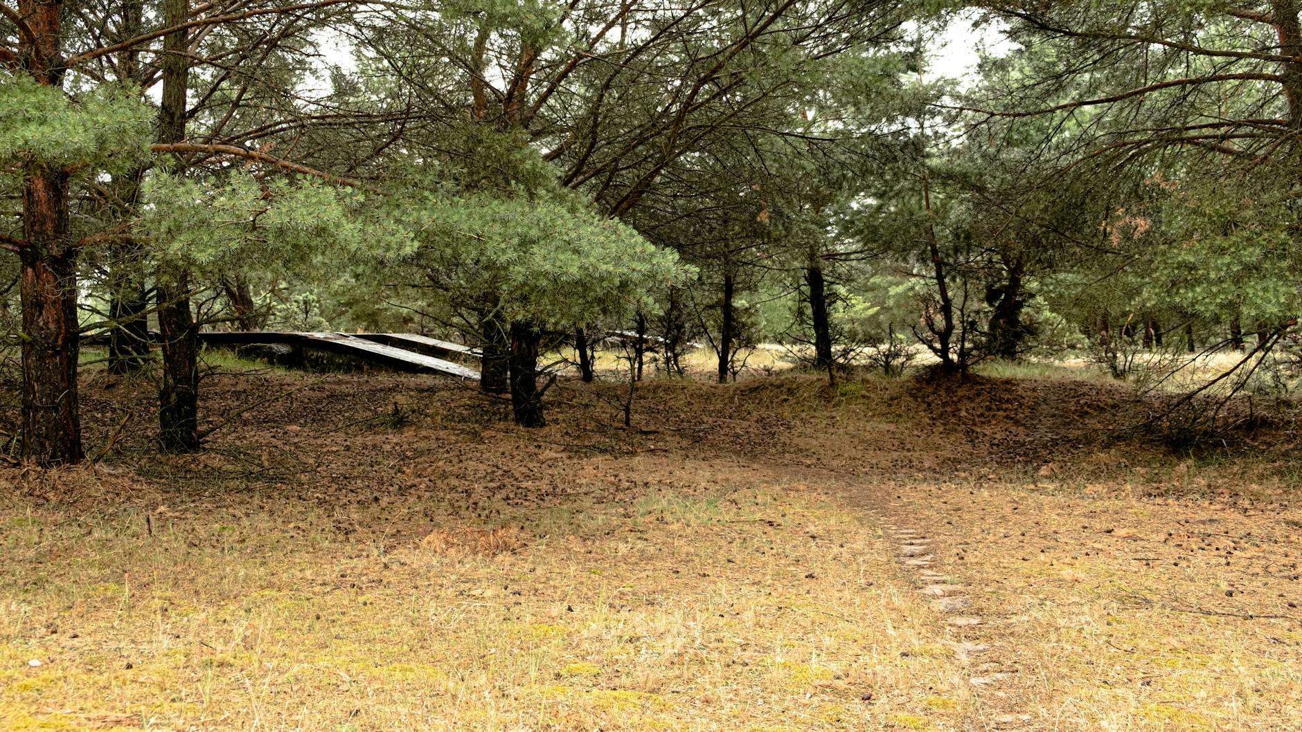 Immer den Trampelspuren der Tiere nach: Hinter den Bäumen versteckt stehen Panzerrampen.