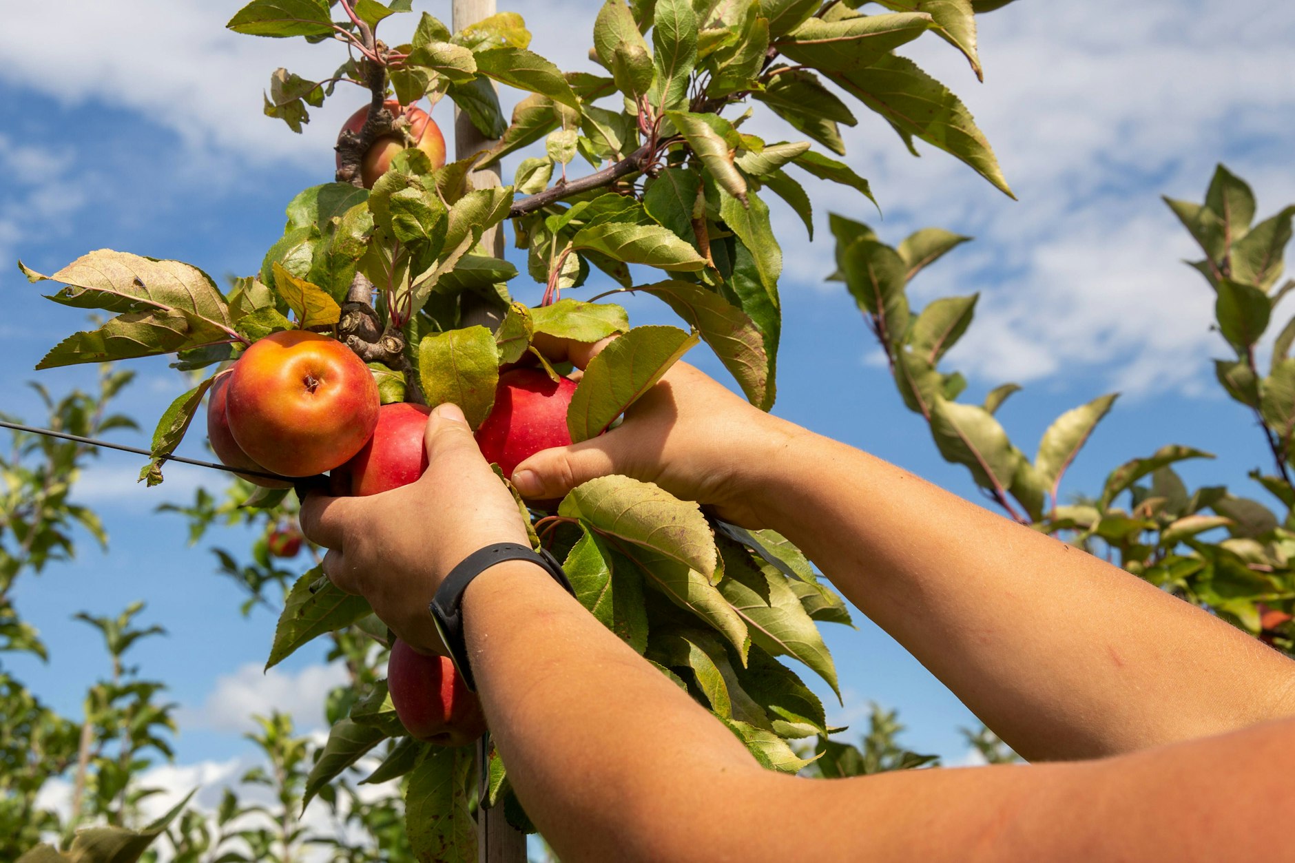 Gutes immer griffbereit: Wer selbst anbaut, braucht sich über Pestizide keine Gedanken machen.