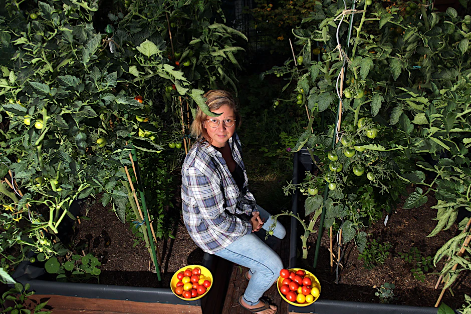 Rechts Tomaten, gedüngt mit Urin-Dünger, links mit Brennnesseljauche: Kleingärtnerin Susanne Pophal arbeitet mit bei der Studie.