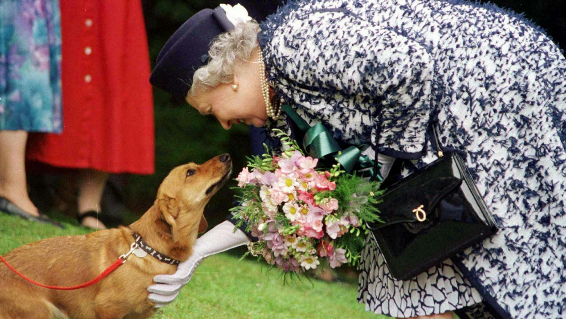 Queen Elizabeth II. streichelt einen ihrer Corgi-Hunde: eine Aufnahme von 1998.