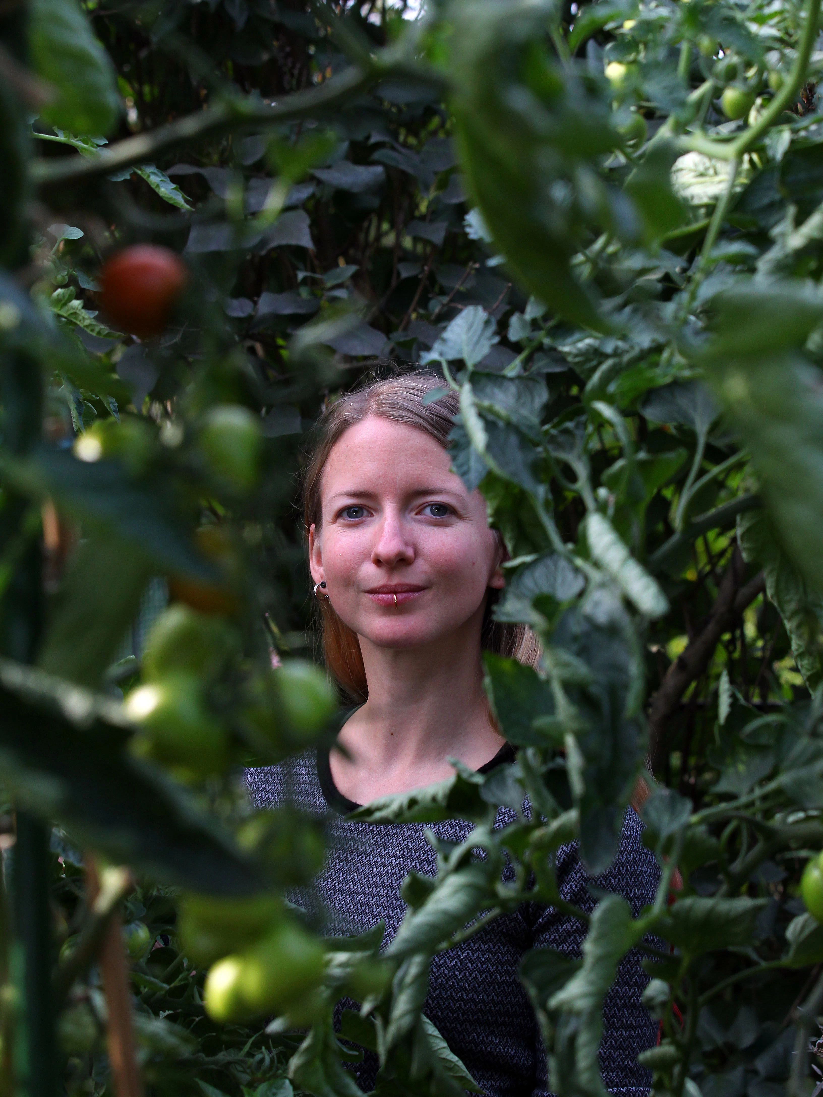Im Pankower Kleingarten: Urin macht die Tomaten gro