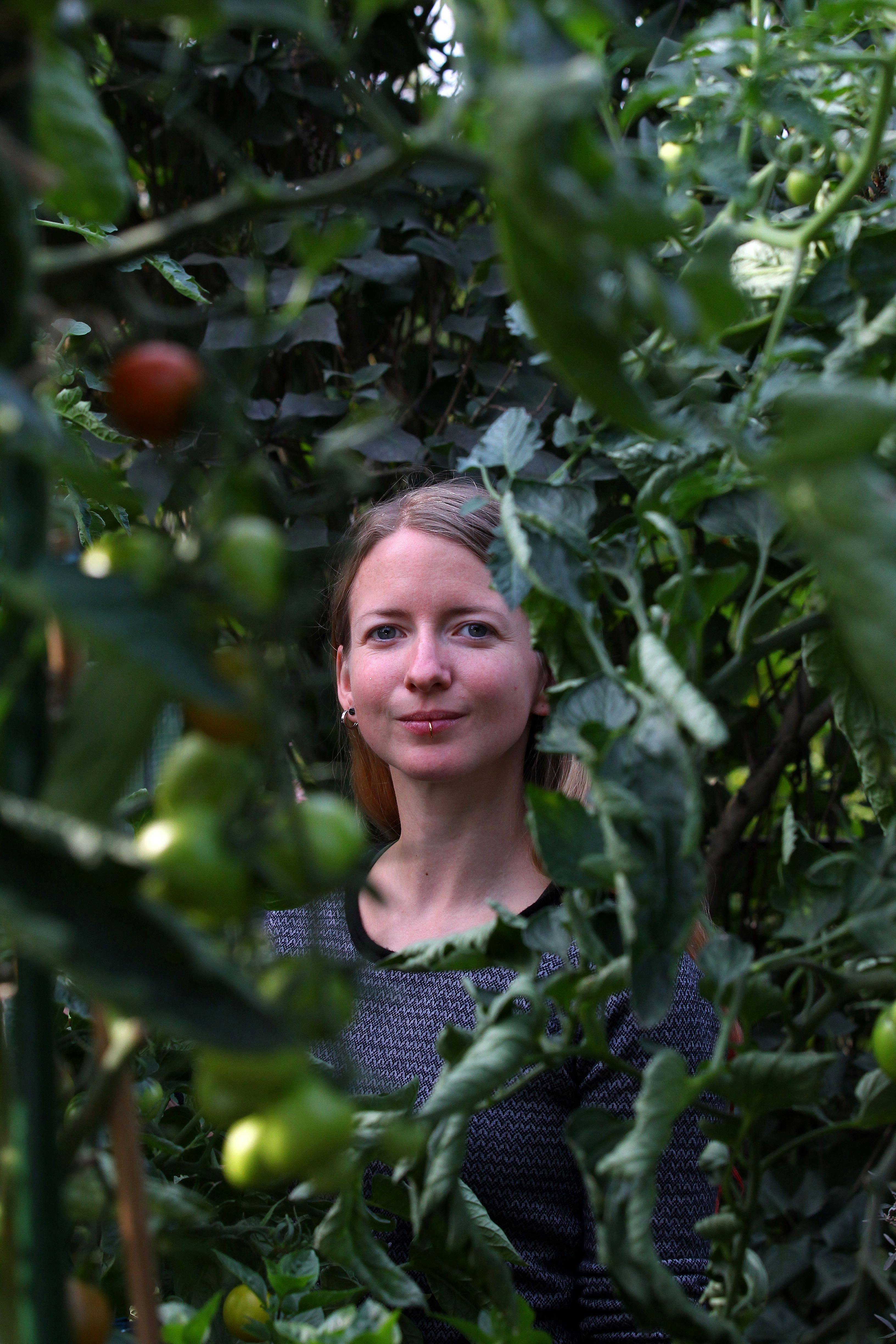 Im Pankower Kleingarten: Urin macht die Tomaten groß