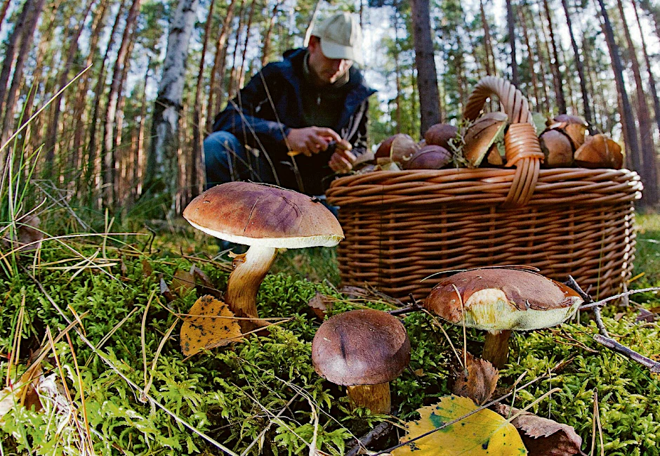 Pilzsammler in einem Wald in Brandenburg (Symbolbild).&nbsp;