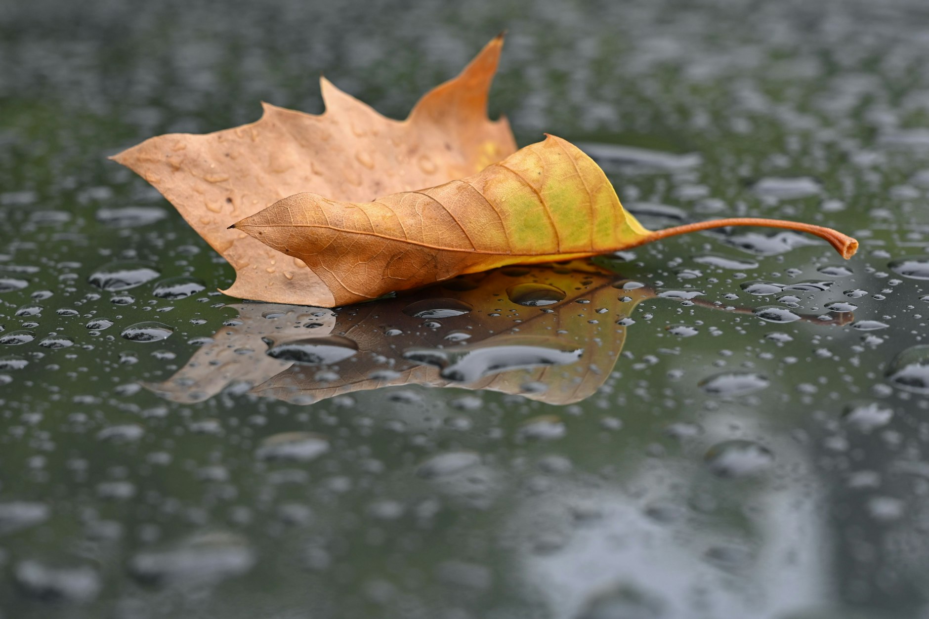 In der zweiten Wochenhälfte übernimmt der Herbst die Wettergestaltung.