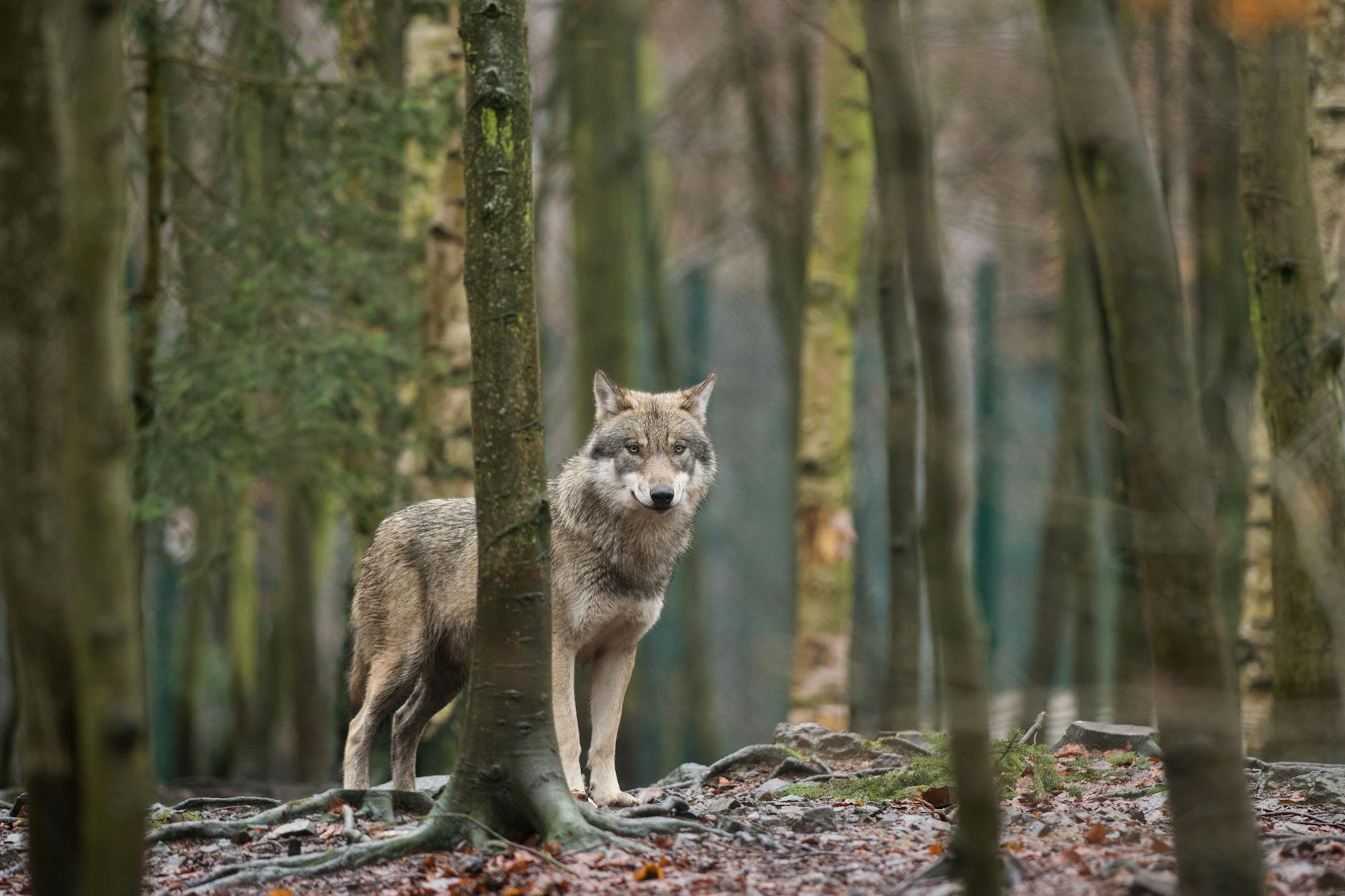  Ein Wolf in einem Wald.