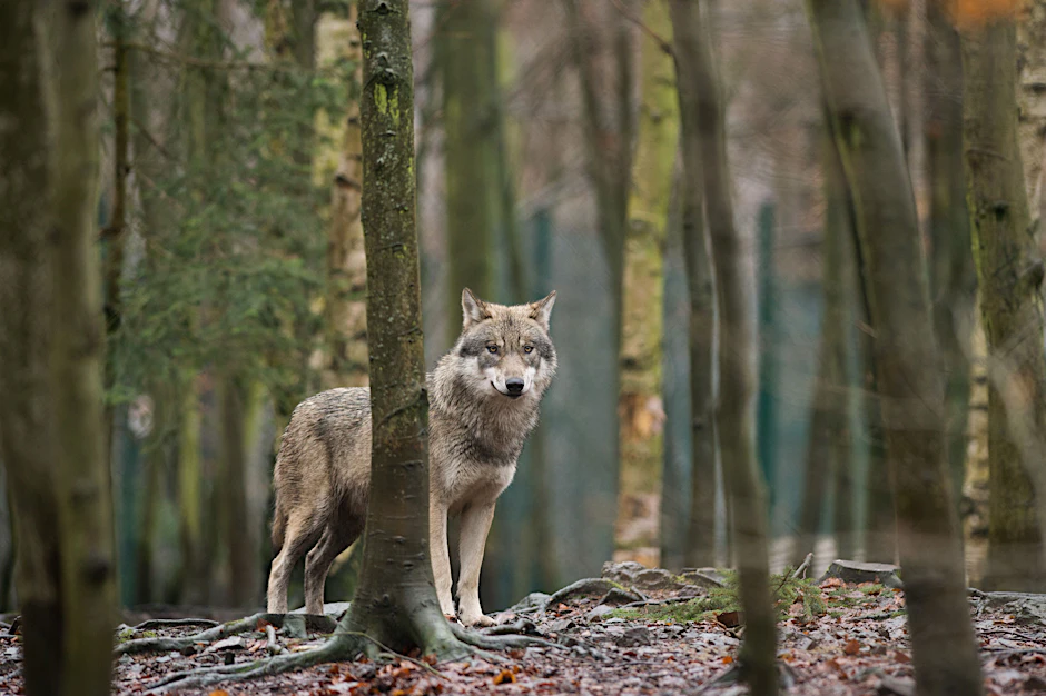 &nbsp;Ein Wolf in einem Wald.