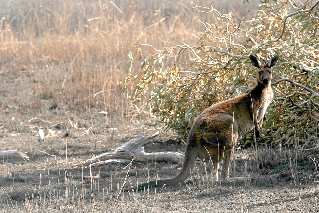 KillerKänguru Erster Mensch seit 1936 stirbt in Australien durch Angriff