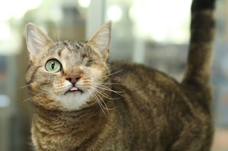Dramatisches Tier-Schicksal: Katze Smallie hat einen Hirntumor – wer gibt der süßen Mieze eine letzte Chance?