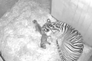 Nach Nachwuchs-Drama bei den Sumatras: Süße Tiger-Zwillinge geben Tierpark Berlin neue Hoffnung