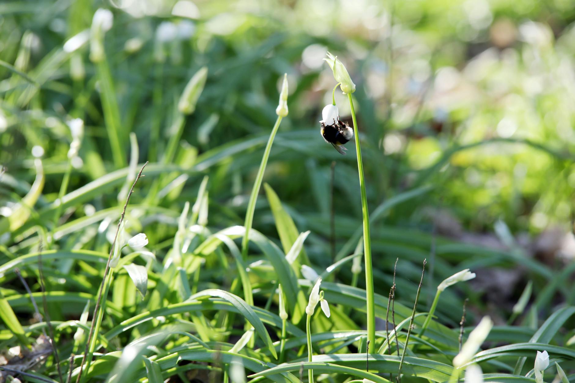 Ab Februar ist es wieder so weit: Berliner Bärlauch wächst massenhaft im Treptower Park.