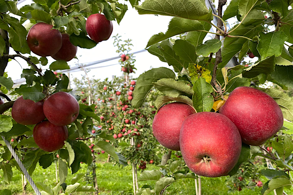 Äpfel sind das beliebteste Obst der Deutschen. Foto: Verena Wolff/dpa-tmn - Honorarfrei nur für Bezieher des dpa-Themendienstes +++ dpa-Themendienst +++