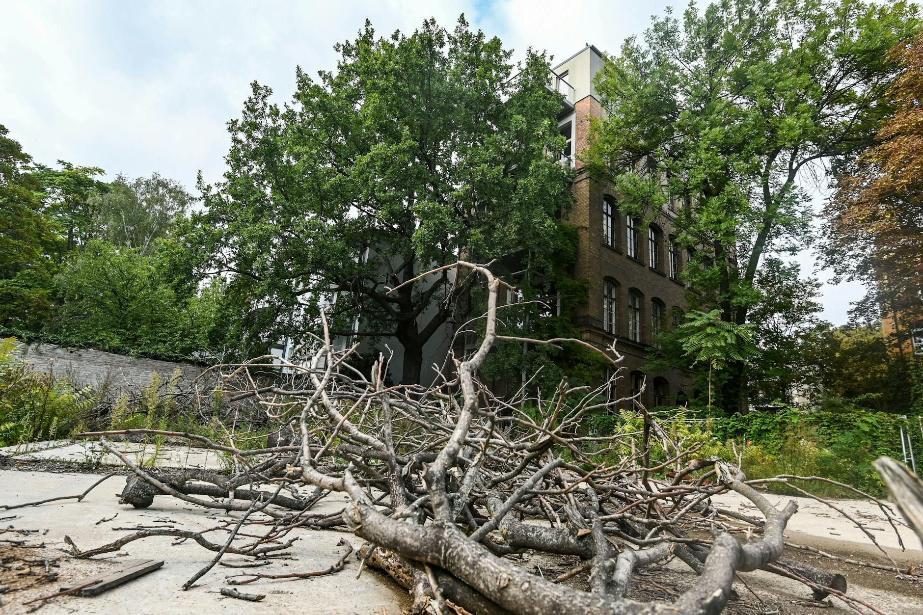 In einem Hinterhof an der Dresdener Straße steht die Eiche, die die Anwohner retten wollen. Vor ihr im Hof liegen die Äste von vier Götterbäumen, die bereits wegen des geplanten Neubaus gefällt wurden.
