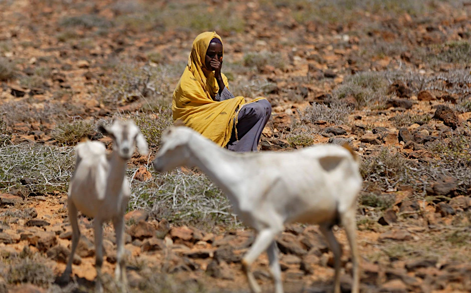 ARCHIV - Frau mit Ziegen: Wüstengebiet bei Bandar Beyla im Nordosten der autonomen Region Puntland.  