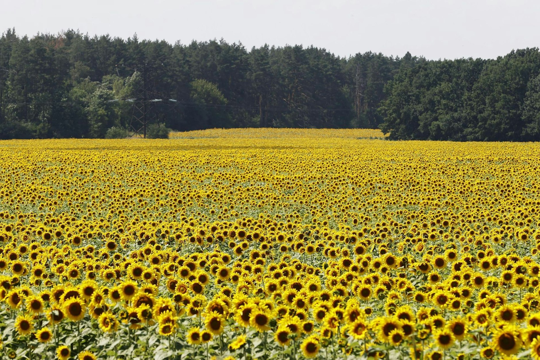 Sonnenblumen blühen auf einem Feld in der Nähe von Kiew. Ihr Öl könnte durch eine Pipeline nach Danzig geleitet und dort auf Schiffe verladen werden.