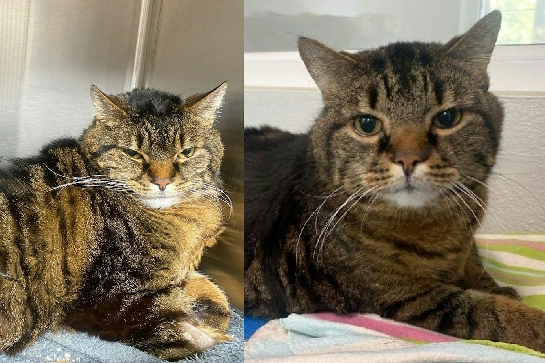 Kater Mausi lebt momentan im Tierheim, sucht ein neues Zuhause.