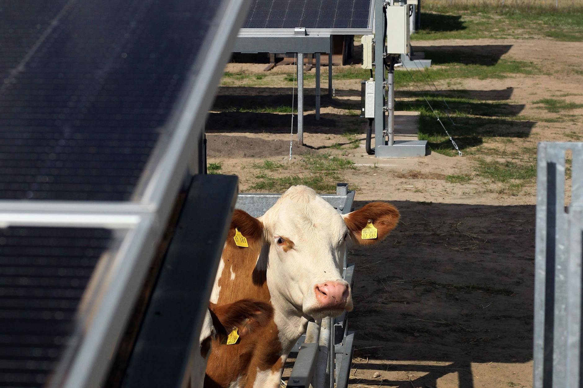 Oben Solarstromgewinnung, unten Landwirtschaft – diese Kombination von Acker und Weiden unter extrahohen Solarpaneelen nennt sich Sunfarming.