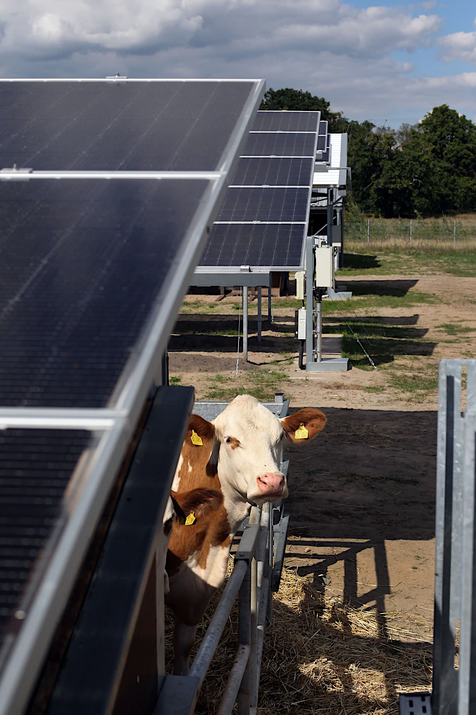 Oben Solarstromgewinnung, unten Landwirtschaft – diese Kombination von Acker und Weiden unter extrahohen Solarpaneelen nennt sich Sunfarming.