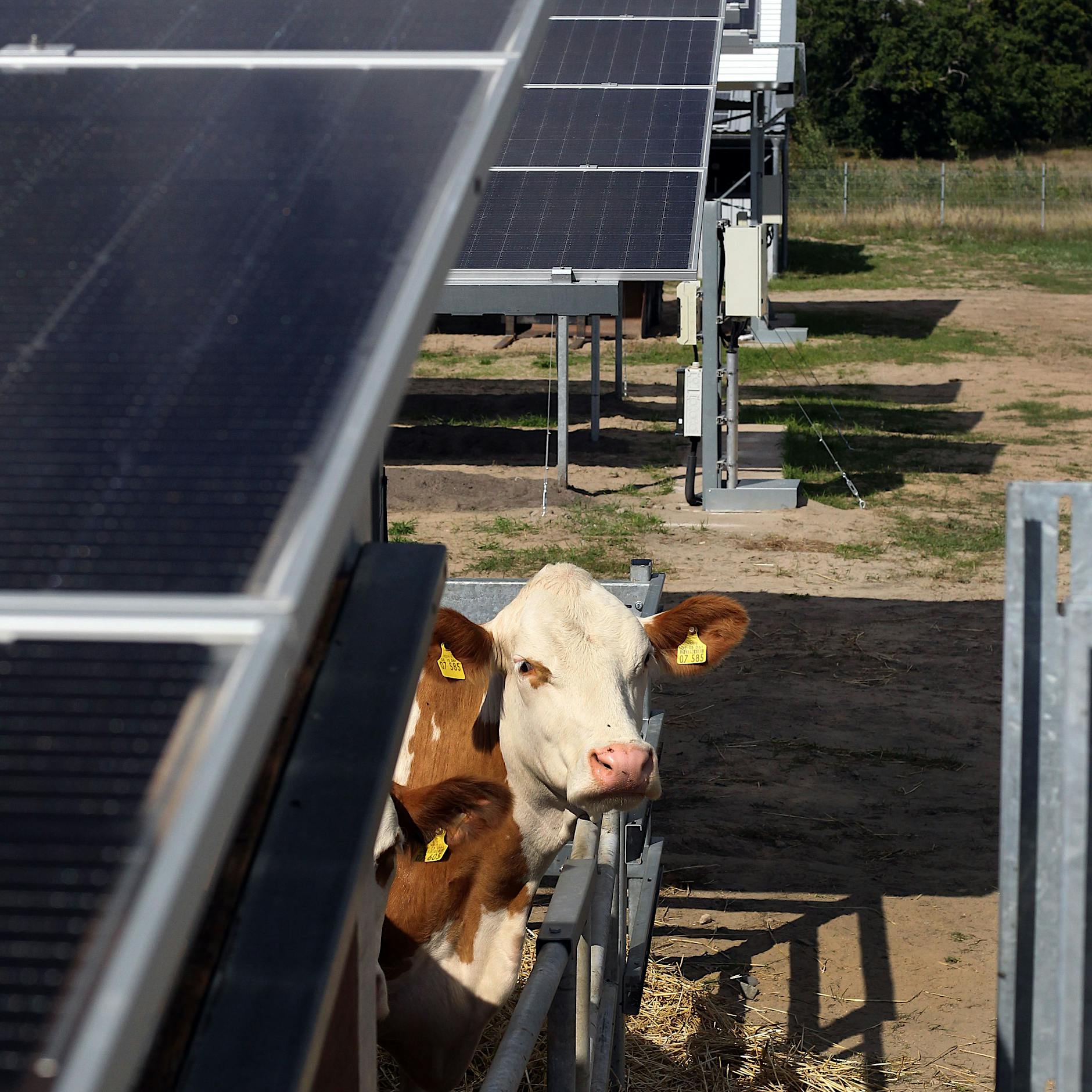 „Sunfarming“: Die Solarkühe von Rathenow