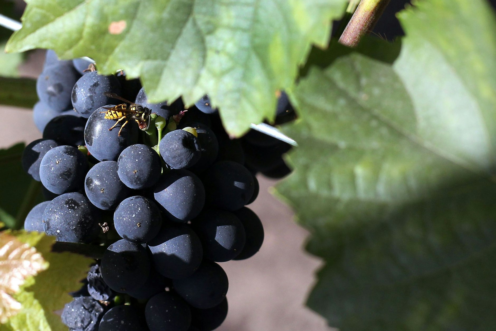 In Rathenow wird auch Wein unter Solaranlagen angebaut.