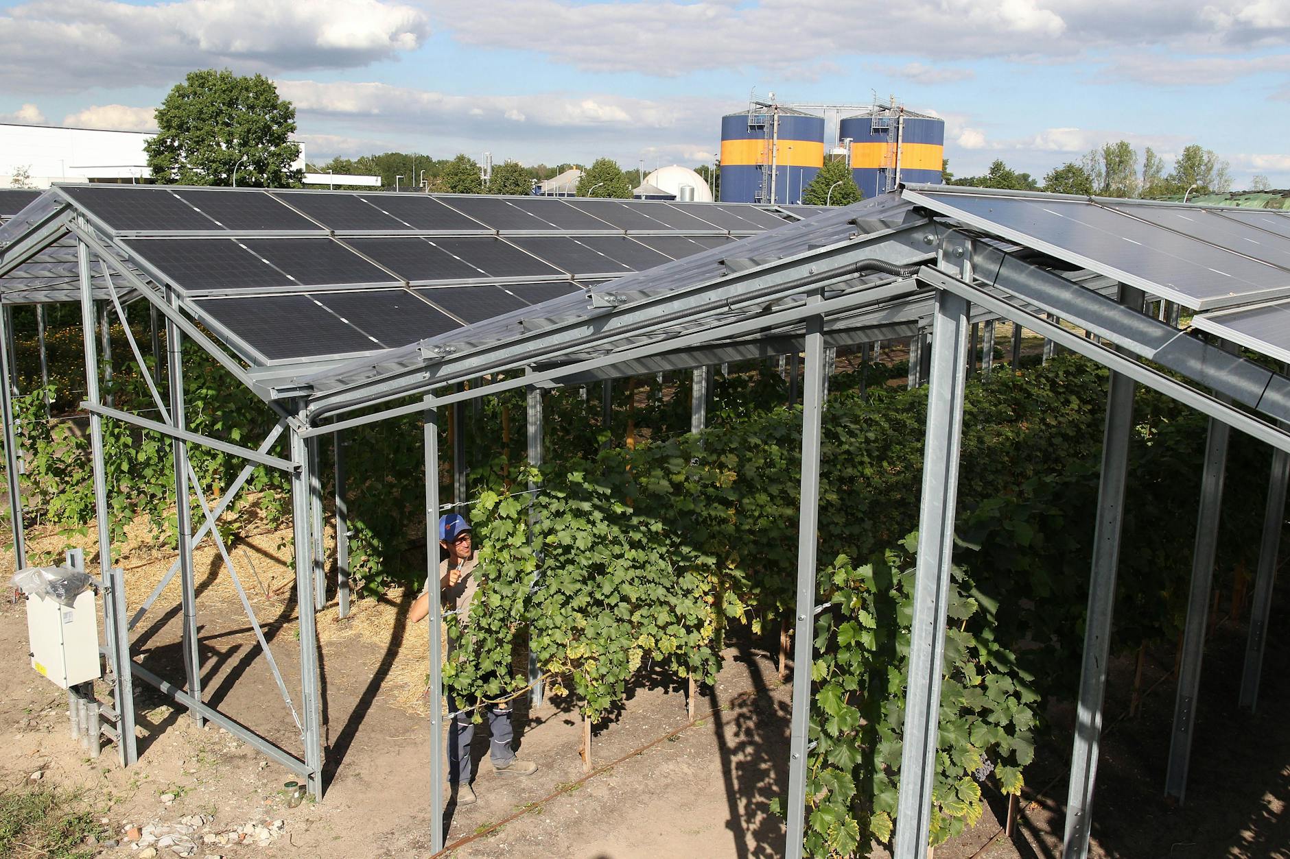 Die Anlagen können so gebaut werden, dass sie fast wie Gewächshäuser aussehen.