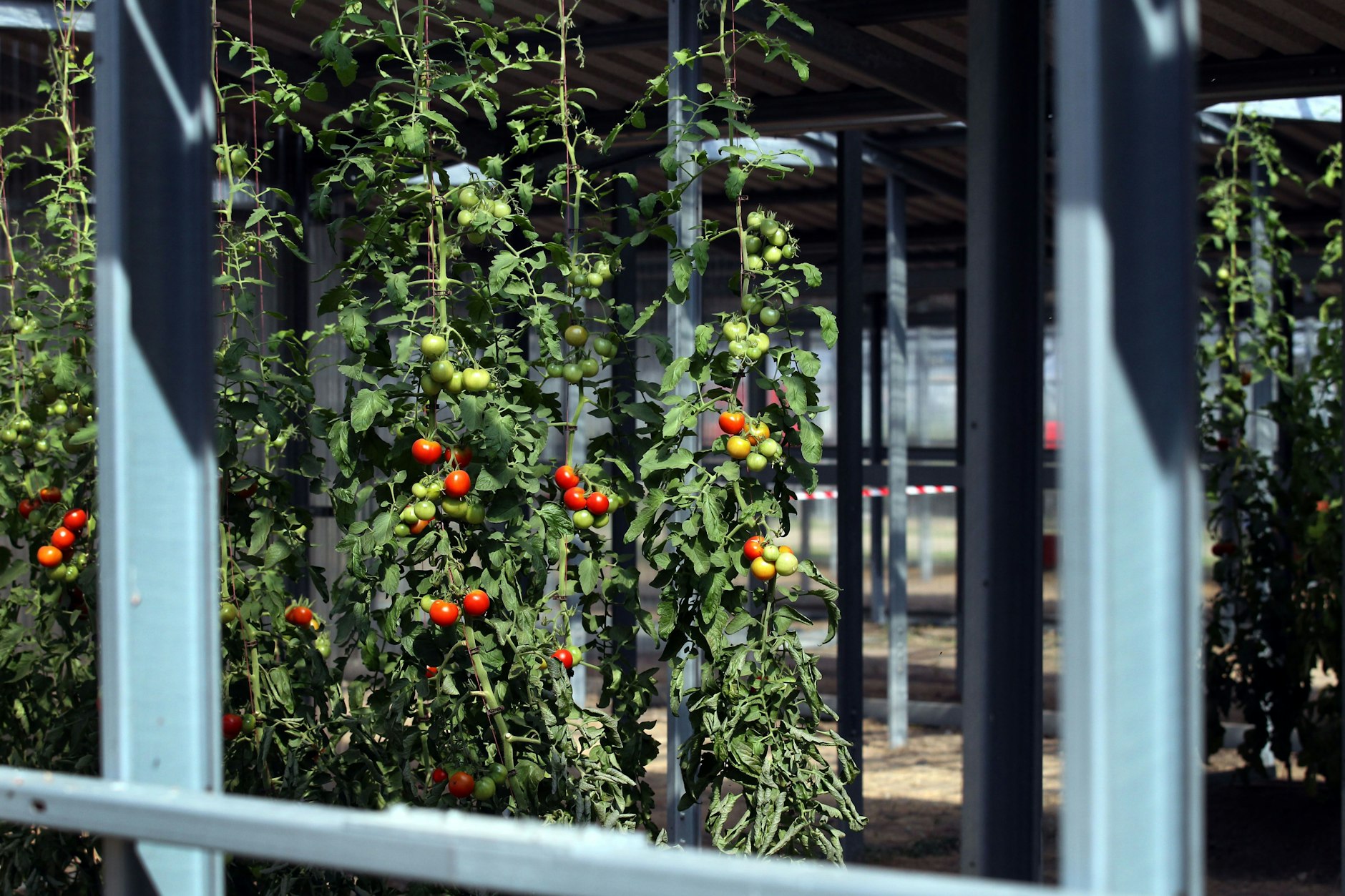 Die Pflanzen sind vor zu viel Sonne und auch vor Hagel geschützt.