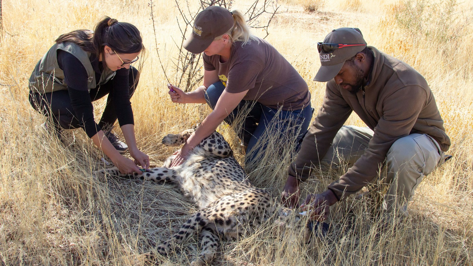 Ana Basto und Lea Petersen vom Cheetah Conservation Fund und ein Mitarbeiter des Reservats Erindi Private Game Reserve nehmen einem Geparden Blut ab.&nbsp;&nbsp;