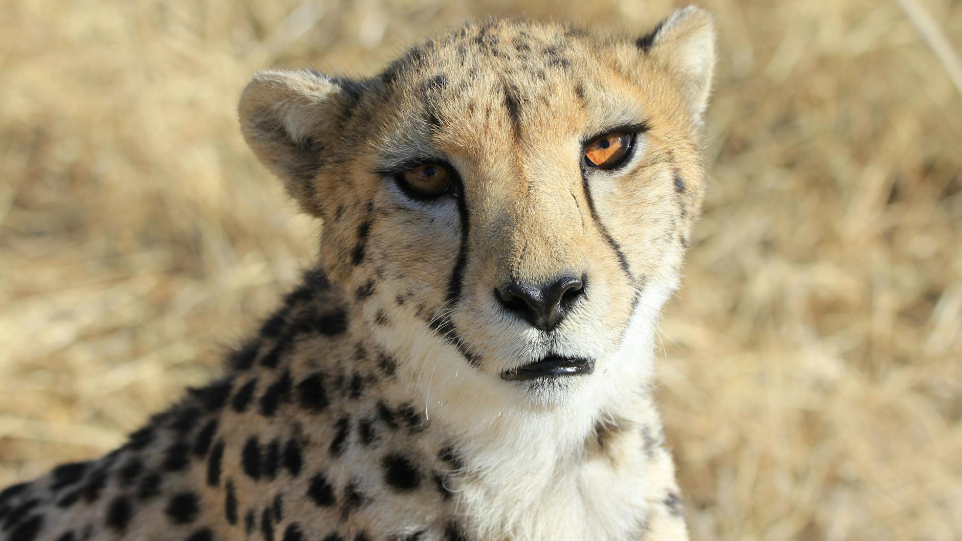 Eines der weiblichen Geparden steht in einem Gehege im Zentrum des Cheetah Conservation Fund in Otjiwarongo, Namibia 