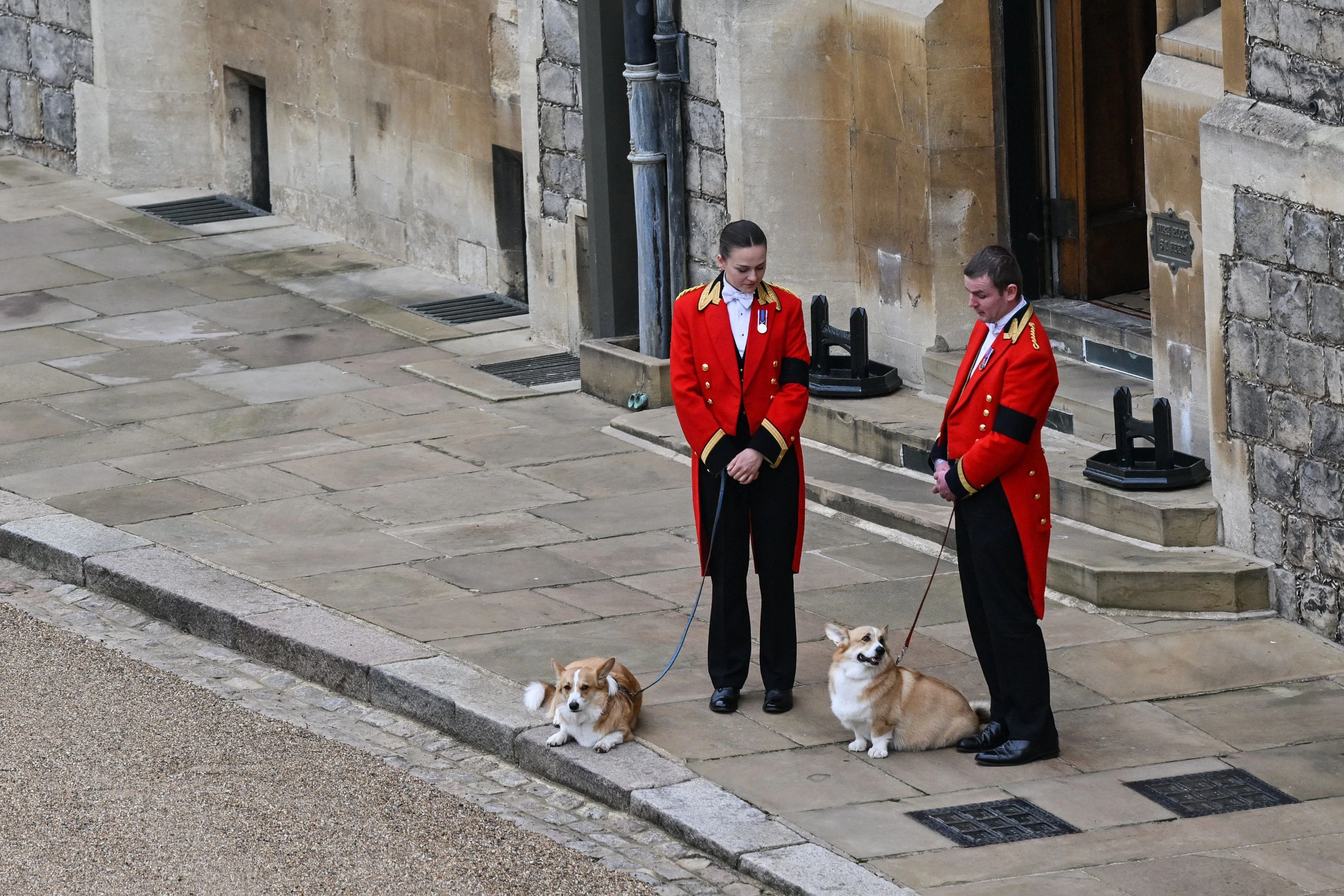 Die Hunde der Queen, Muick und Sandy, warten an der Leine auf die Ankunft des Leichenwagens der Queen