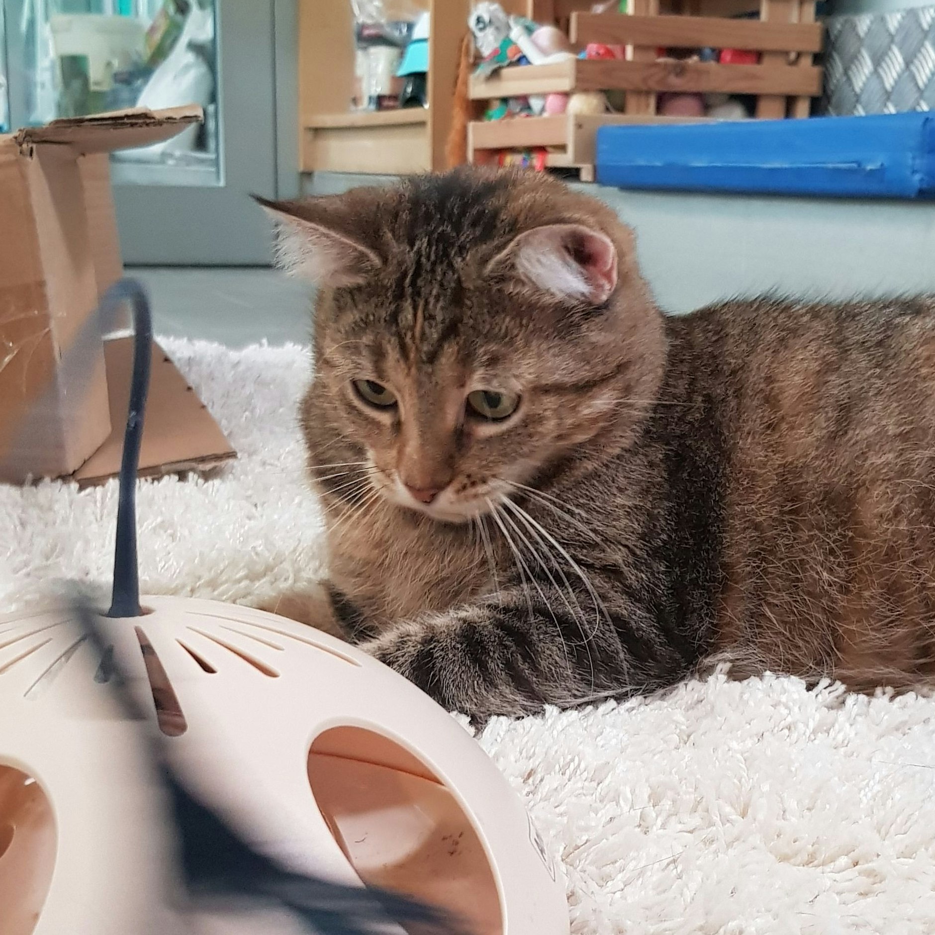 Mäuschen wurde im Tierheim aufgepäppelt, hat sich von den Strapazen erholt.