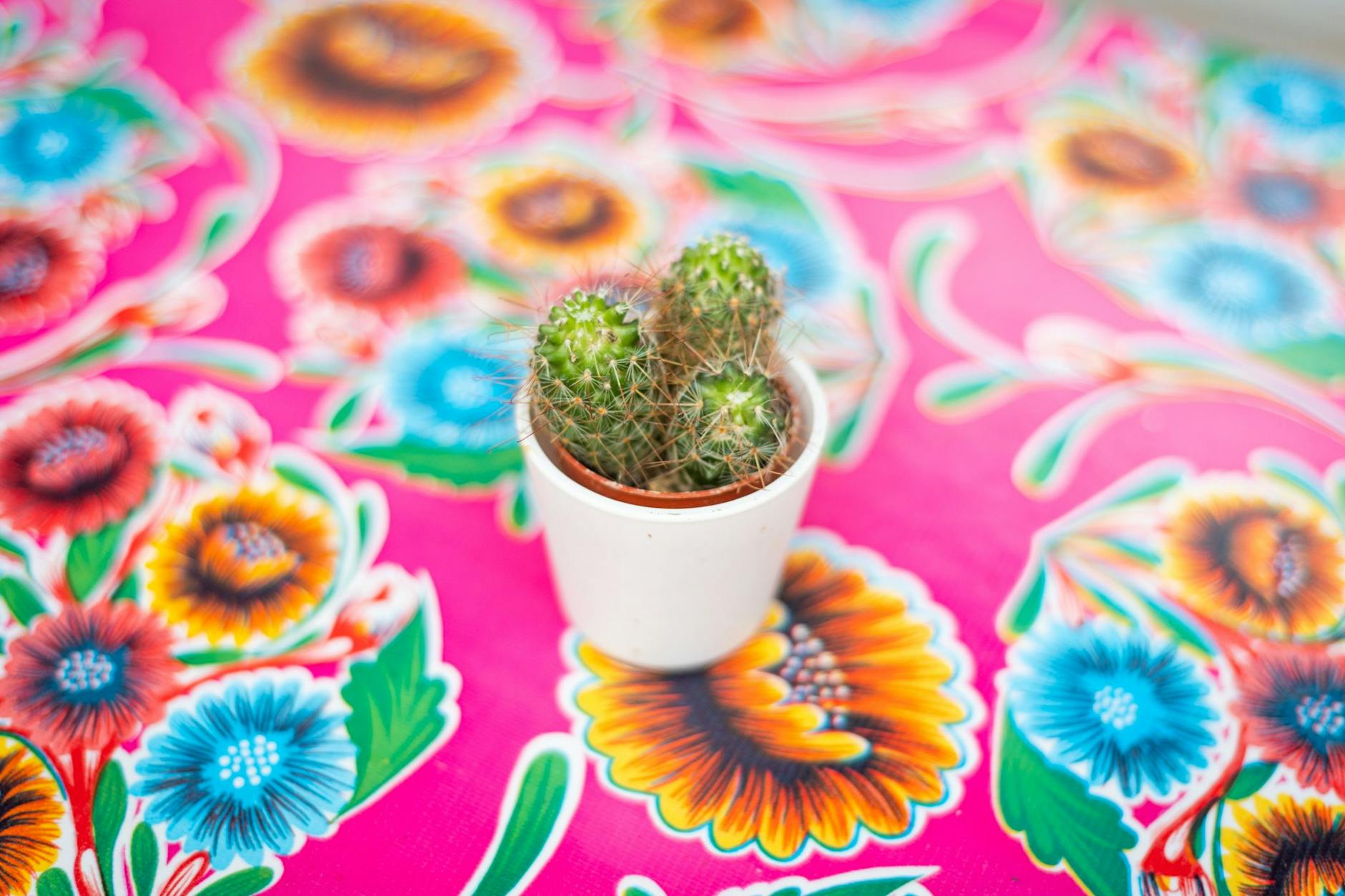 Familiäre Atmosphäre und tolle Tischdecken: das Oh La Queca in Neukölln.