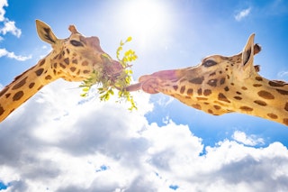 Im Tierpark Berlin geht es hoch hinaus: Kletterpfad für Besucher, damit sie den Giraffen in die Augen schauen können