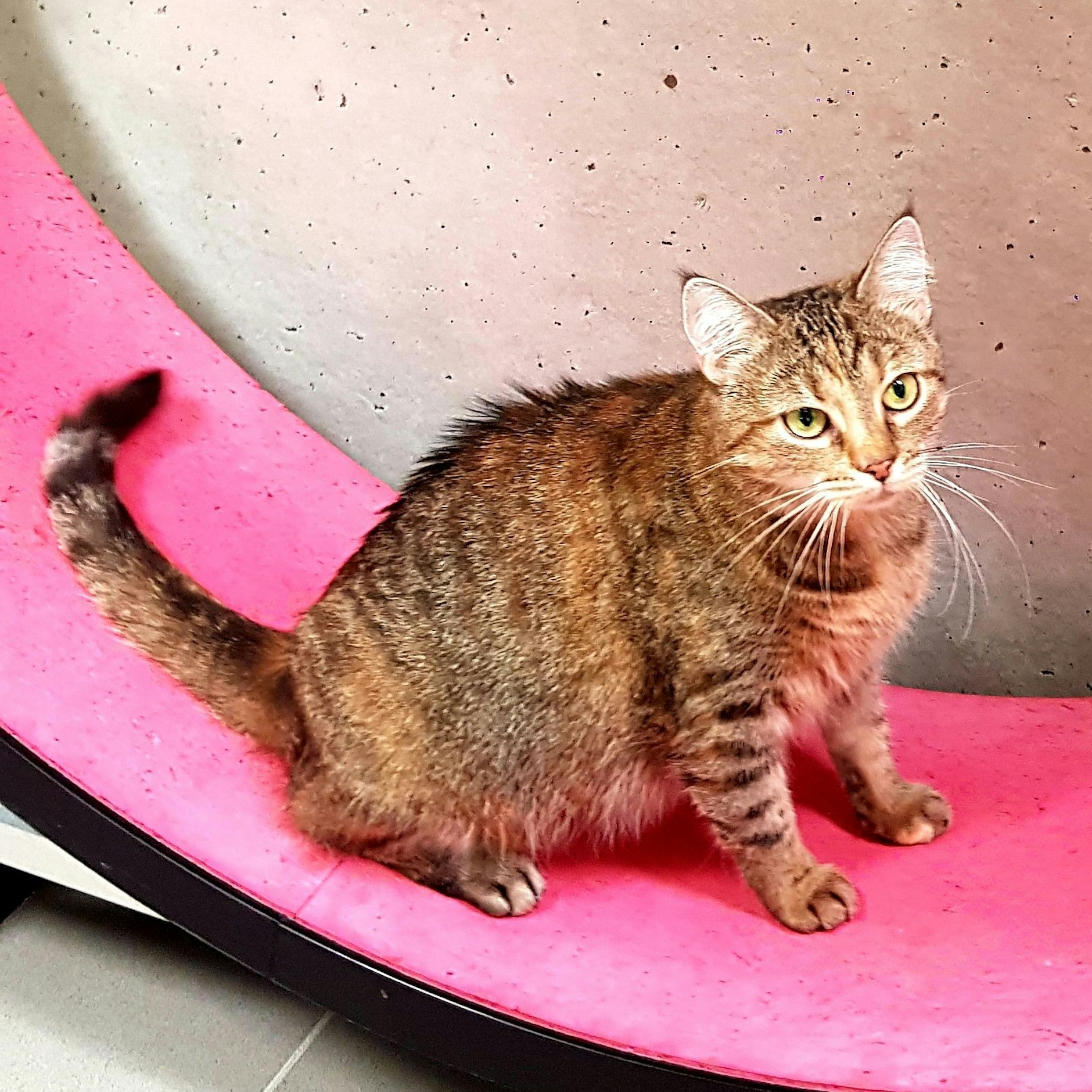 Aufgrund ihrer Vorgeschichte hat Mäuschen mit verschiedenen Schwierigkeiten zu kämpfen.