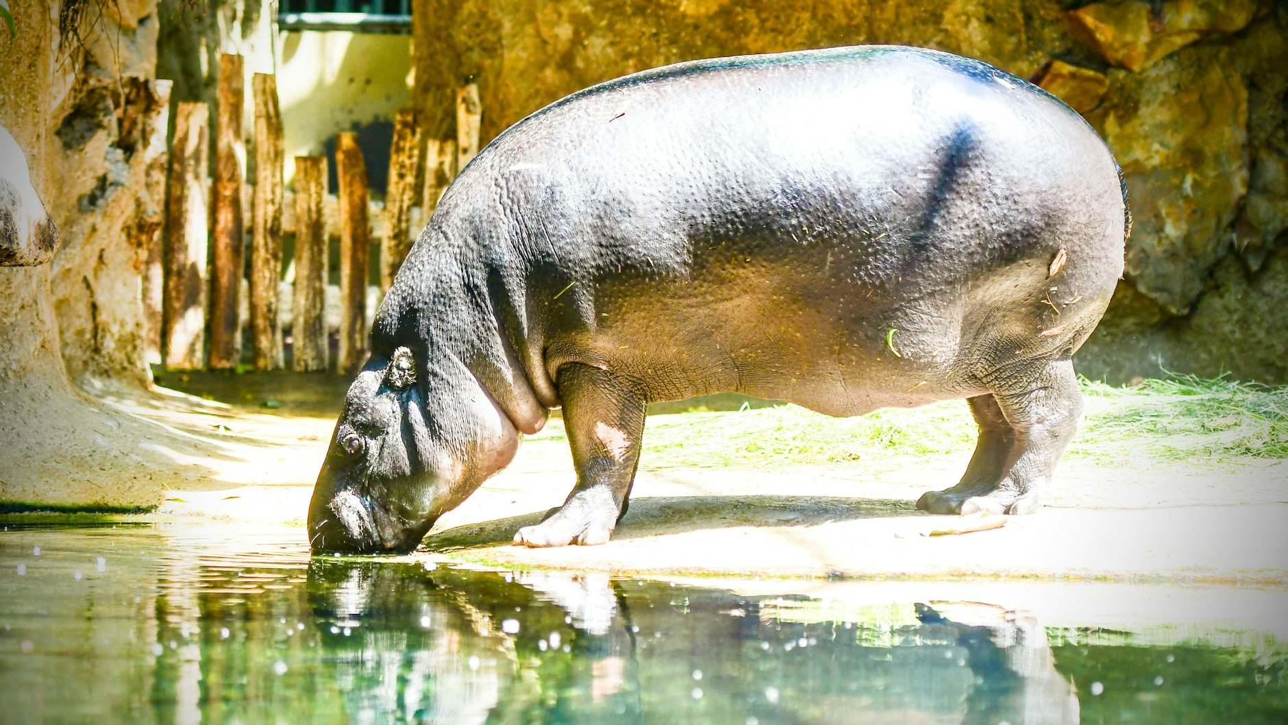Flusspferde müssen nun im Wasser unter 15 Grad Celsius baden - aber nur für eine gewisse Zeit.