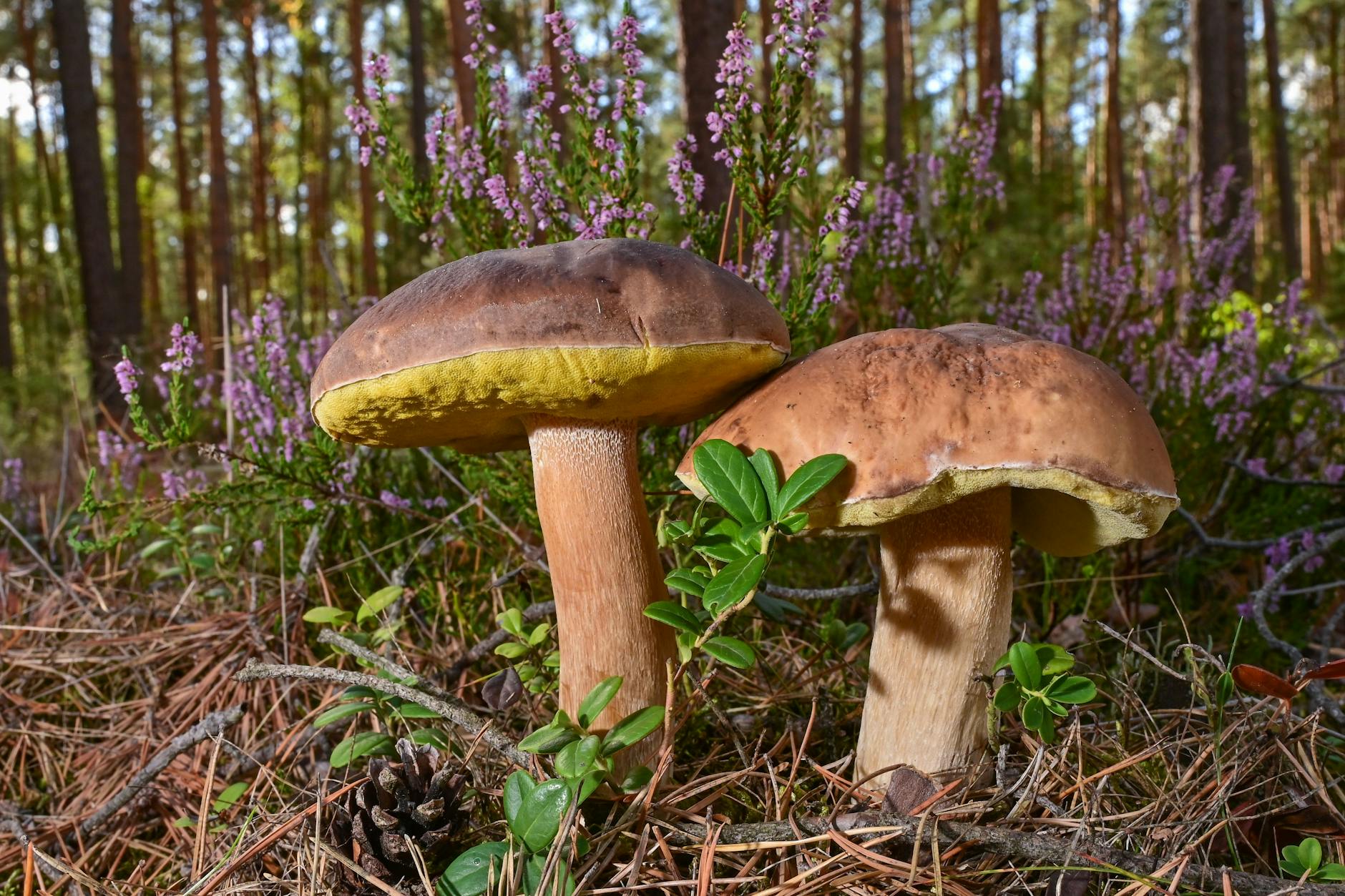 Da lacht das Sammlerherz: Steinpilze in einem Wald im Landkreis Oder-Spree. 