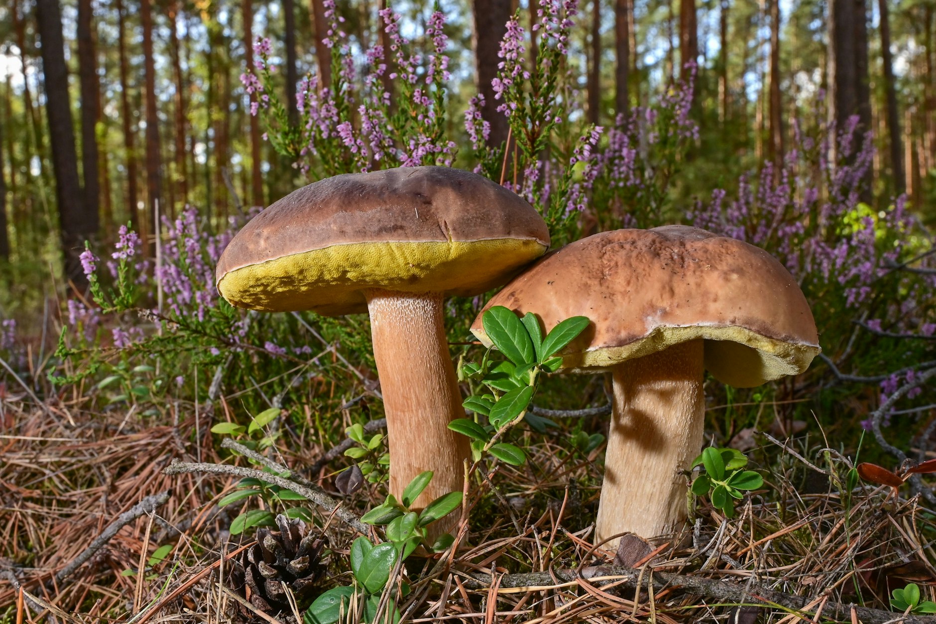 Da lacht das Sammlerherz: Steinpilze in einem Wald im Landkreis Oder-Spree.&nbsp;
