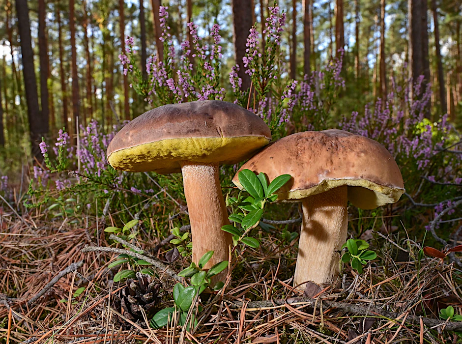 Da lacht das Sammlerherz: Steinpilze in einem Wald im Landkreis Oder-Spree.&nbsp;