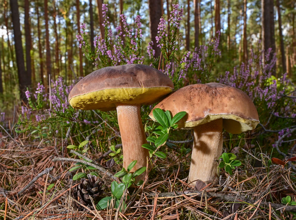 Ab in die Pilze: Wo es in Brandenburg jetzt Maronen und Steinpilze gibt