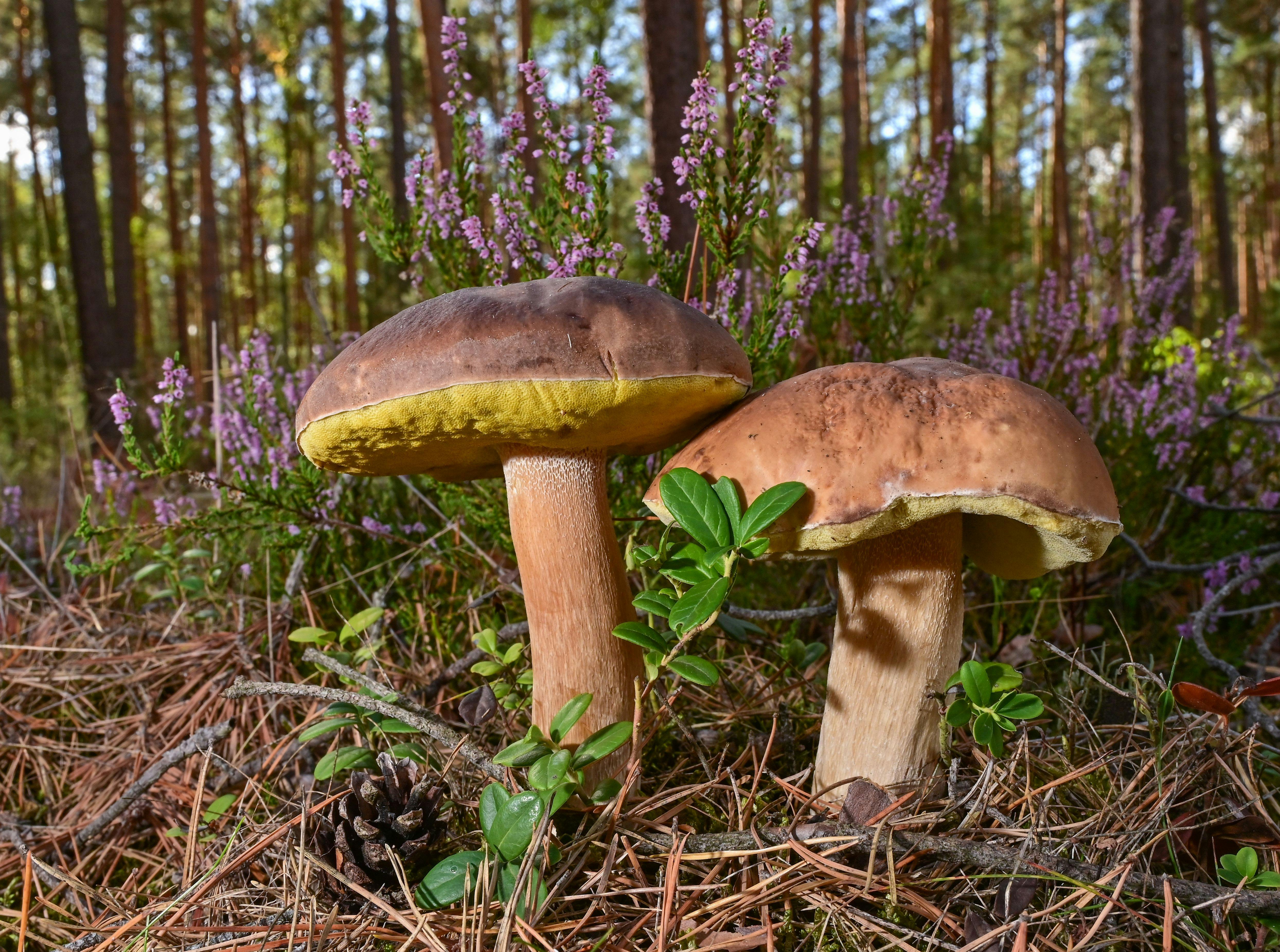 Ab in die Pilze: Wo es in Brandenburg jetzt Maronen und Steinpilze gibt Ab in die Pilze: Wo es in Brandenburg jetzt Maronen und Steinpilze gibt
