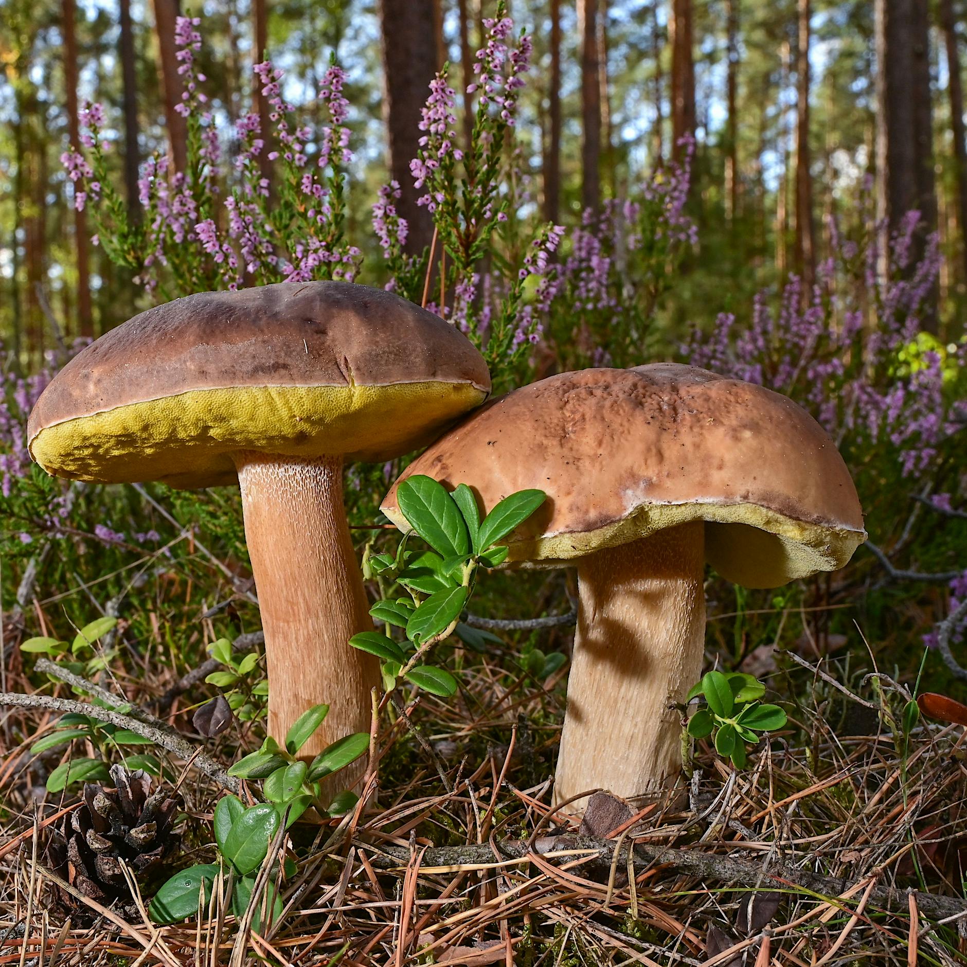 Ab in die Pilze: Wo es in Brandenburg jetzt Maronen und Steinpilze gibt