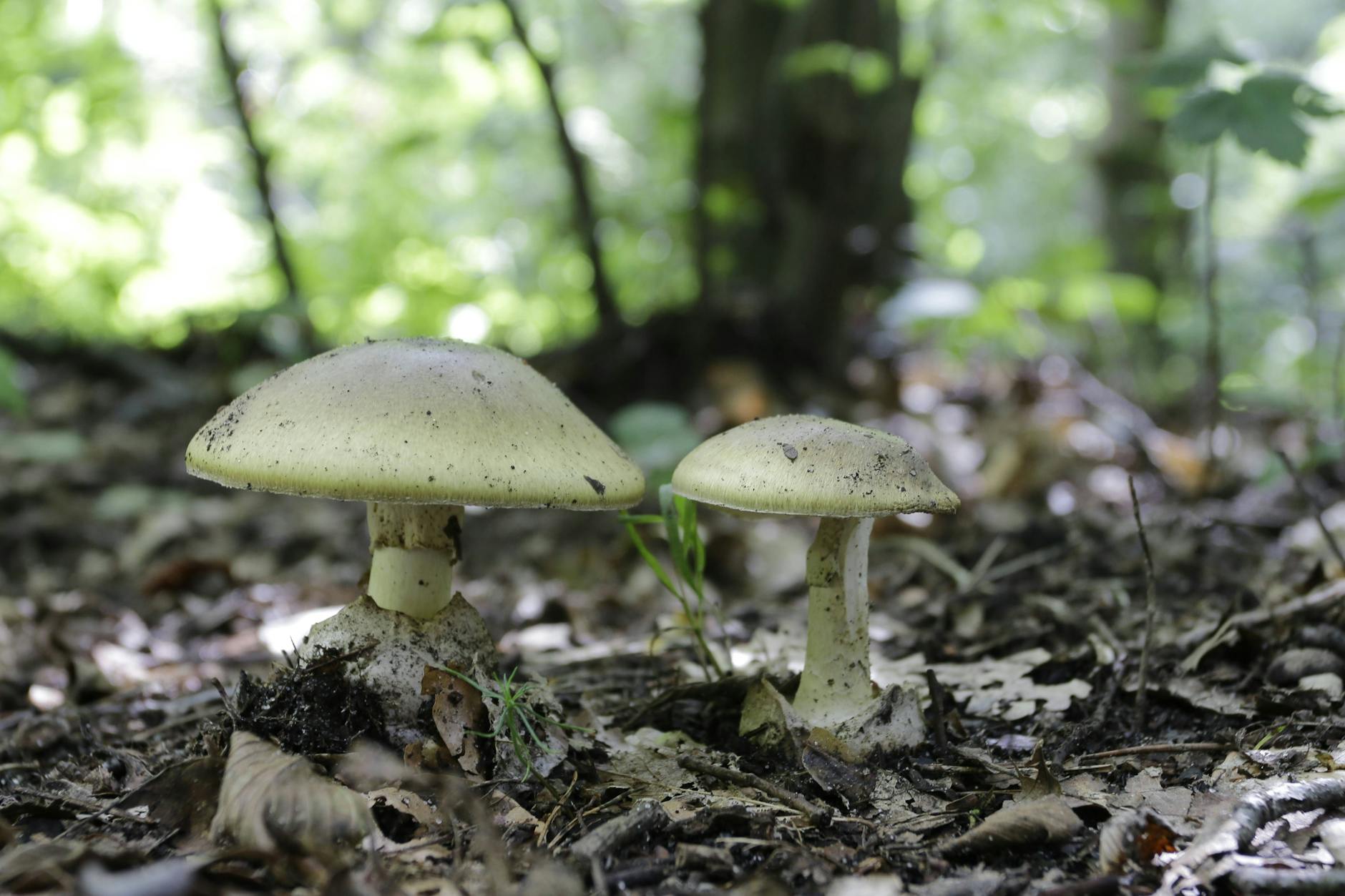Hände weg! Der Grüne Knollenblätterpilz: hier eine Aufnahme aus dem Spandauer Forst.