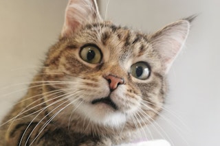 Trauriges Tier-Schicksal: Wer gibt Mäuschen eine Chance? Was diese süße Katze erleben musste, ist unglaublich ...