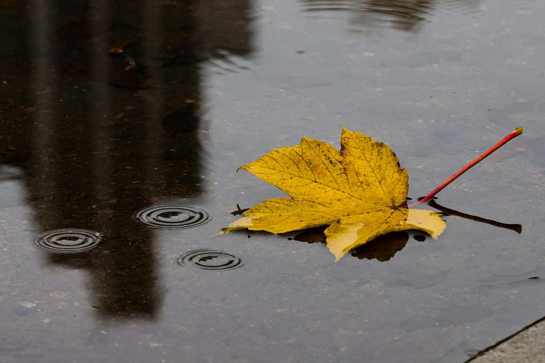 Ein herbstlich gefärbtes Blatt schwimmt bei regnerischem Wetter auf einer Pfütze. Derzeit spielt das Wetter in Deutschland verrückt.